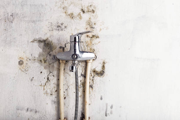 Mold Removal Process in Ogden Dunes, IN