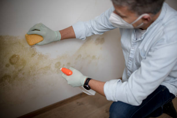 Best Black Mold Removal  in Ogden Dunes, IN
