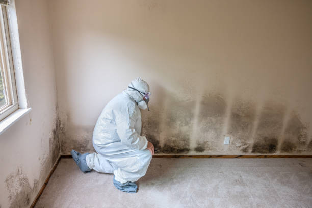 Attic Mold Removal in Ogden Dunes, IN