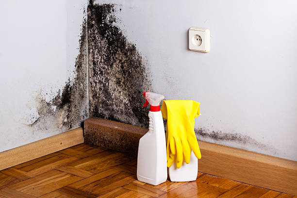 Best Attic Mold Removal  in Ogden Dunes, IN